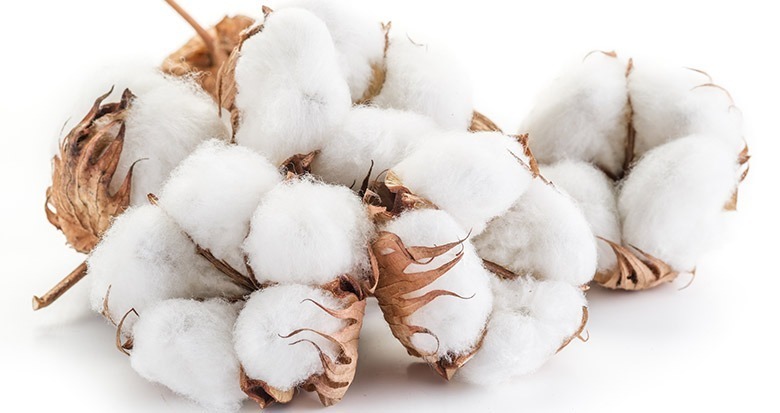 Growing Demand for Cotton (Linter) Pulp Propels Market Expansion