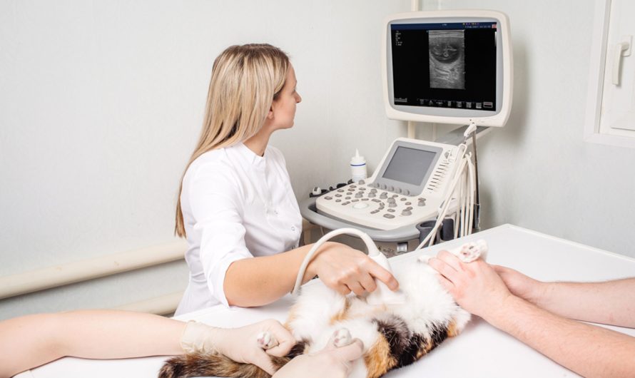 Global Veterinary Diagnostic Imaging Market Is Estimated To Witness High Growth Owing To Rising Demand for Advanced Diagnostic Tools and Increasing Pet Adoption