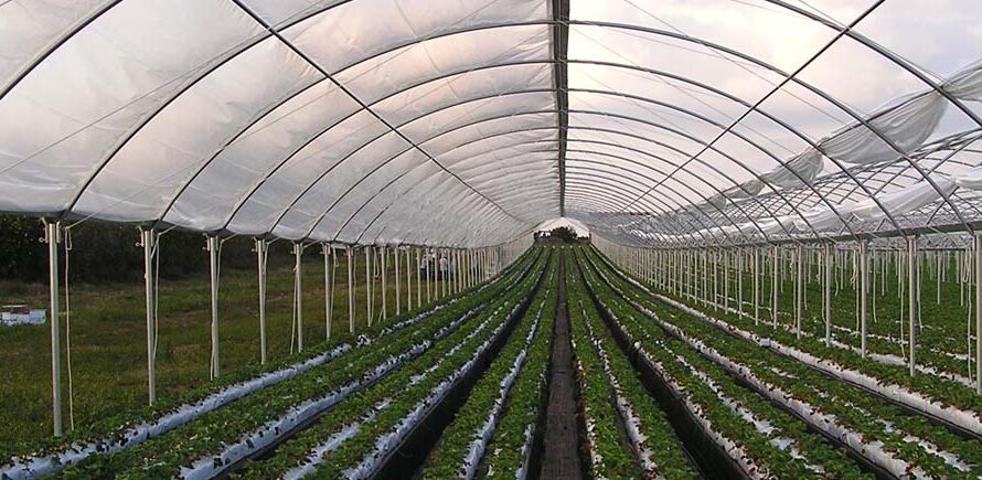 Commercial Greenhouse Market: Growing Demand for Controlled Environment Agriculture Driving Market Growth