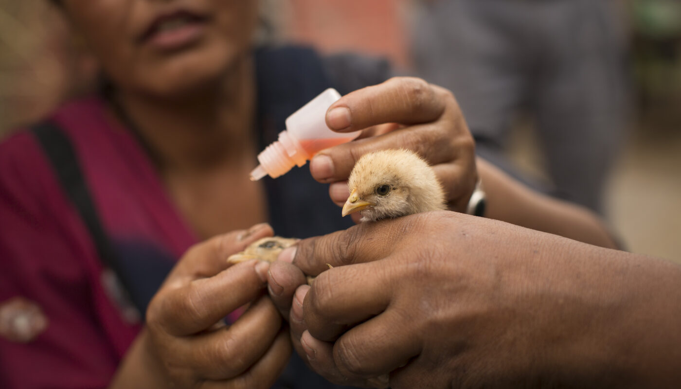 Poultry Vaccine Market