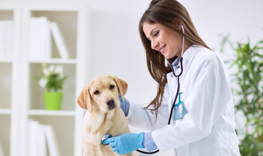 Veterinary Oncology Market: Growing Awareness and Advancements in Treatment Drive Market Growth