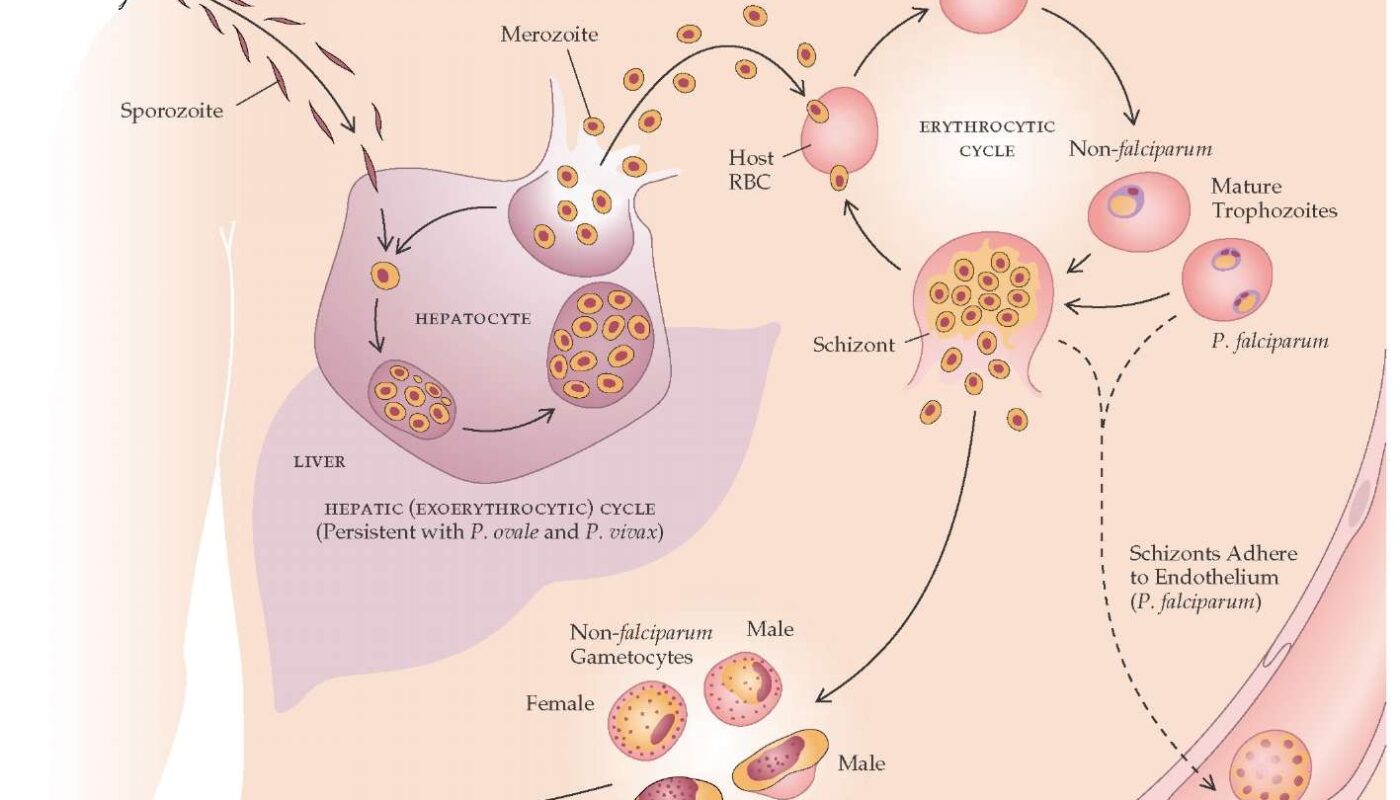 Mechanism of Human Antibodies Against Malaria