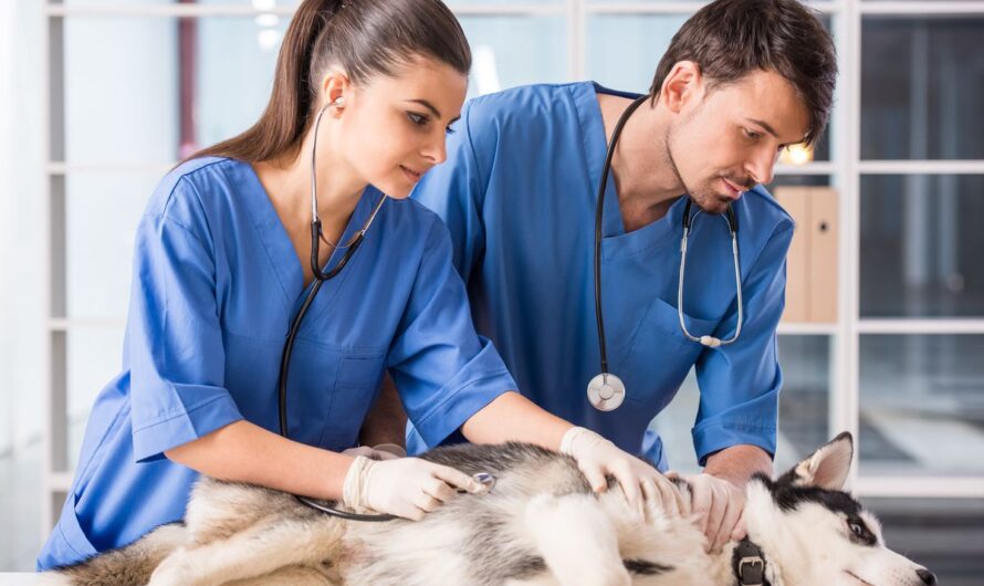 The Growing Concerns Regarding Animal Health To Drive The Growth Of Veterinary Dermatology Drugs Market