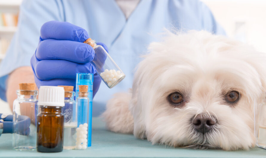 Projected Rise In Pet Ownership To Boost The Growth Of Veterinary Drugs Compounding Market