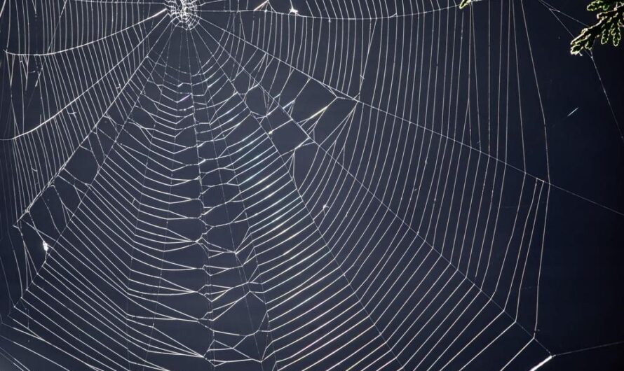 Synthetic Spider Silk Market Propelled by Wide Range of Industrial Applications