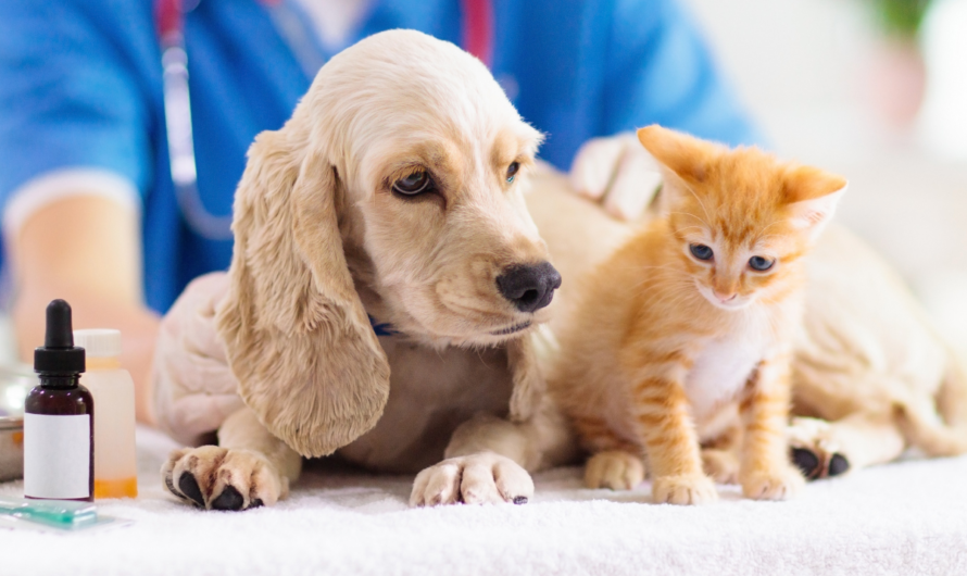 The Rising Adoption Of Companion Animals Are Anticipated To Open Up The New Avenue For Veterinary Medicine Market