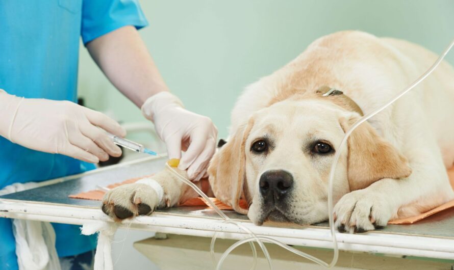 Canine Cancer Is The Largest Segment Driving The Growth Of Veterinary Oncology Market