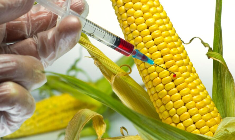 Genetically Modified Crops Market Propelled by Increasing Demand for Drought Resistant Crops