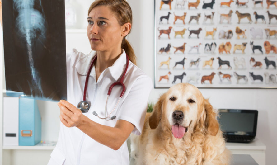 The global Veterinary Diagnostic Imaging Market is estimated to Propelled by increasing pet adoption