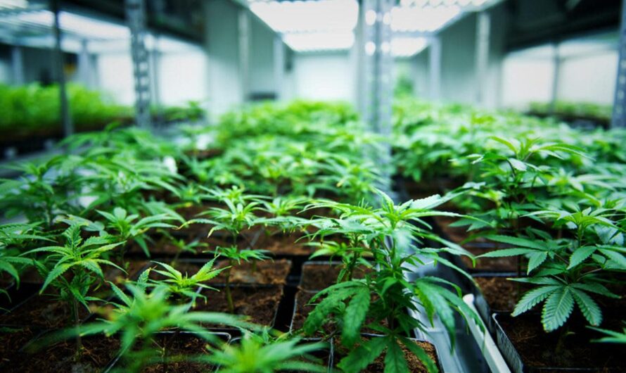 Mastering the Green Thumb: A Guide to Cannabis Cultivation