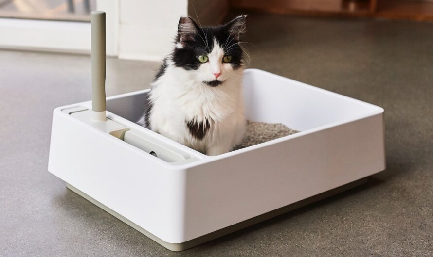 Decoding Cat Litter: A Comprehensive Guide to Types, Selection, and Care