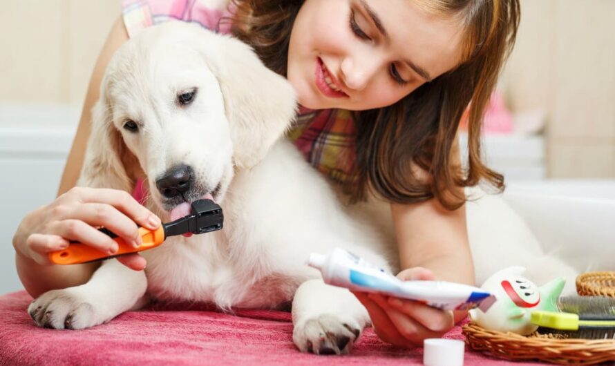 Pet Care Products – Essential Supplies for Your Furry Companions