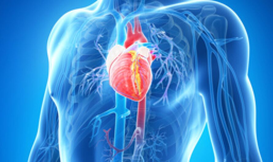 Cardiac Autonomic Control: Balancing Sympathetic and Parasympathetic Activity