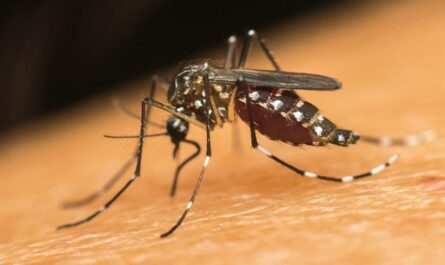 Wolbachia Program is Combating Dengue