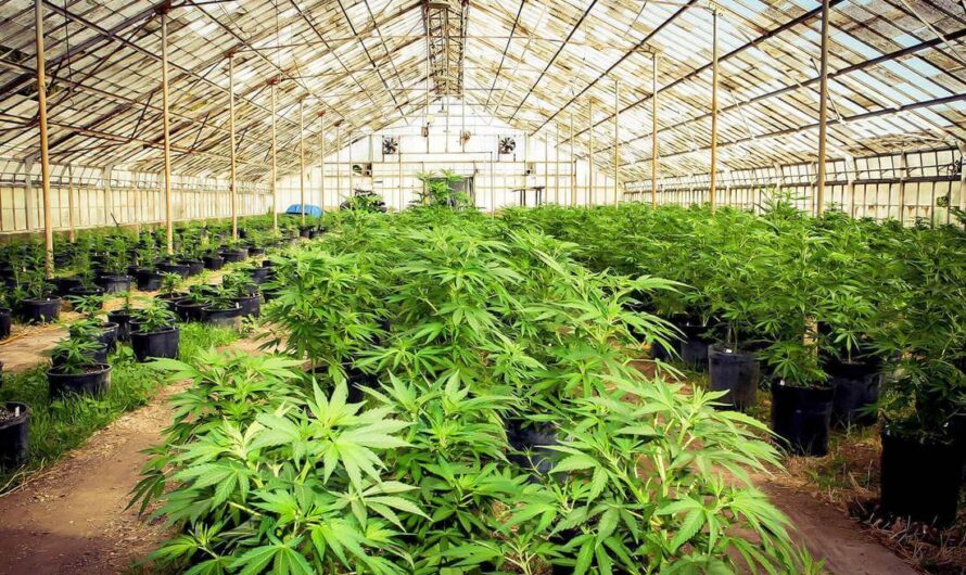 Cannabis Cultivation Market is Estimated to Witness Substantial Growth due to Increasing Legalization of Medical Cannabis
