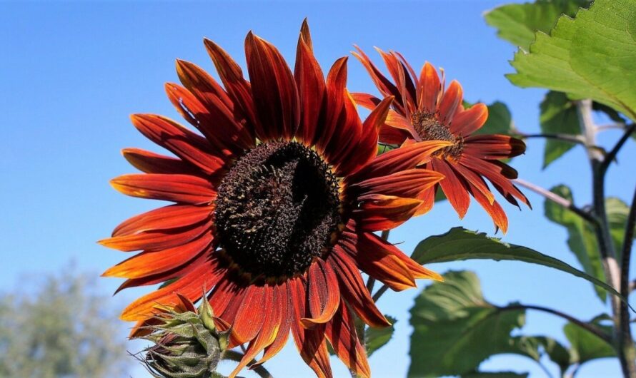 Growing Beautiful Ornamental Sunflower: An Overview