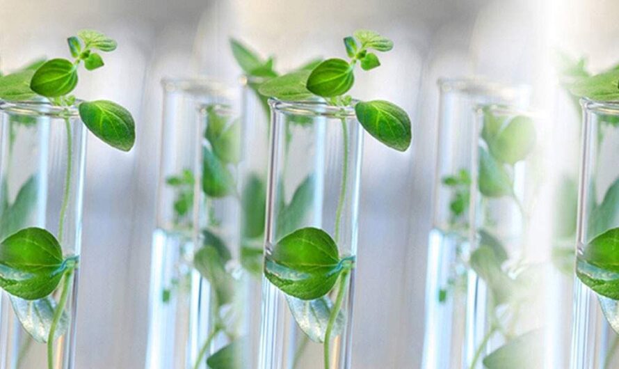 The Global Plant Tissue Analysis Market Is Estimated To Propelled By Increasing Adoption Of Biofuels